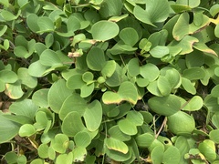 Ipomoea pes-caprae