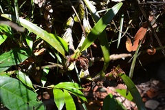 Maxillaria densa