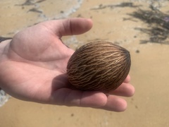 Cerbera odollam