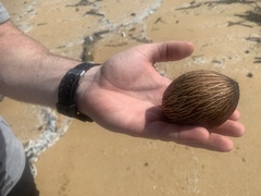 Cerbera odollam