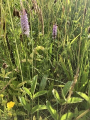 Dactylorhiza fuchsii