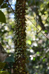 Peperomia rotundifolia
