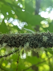 Neoprociphilus aceris