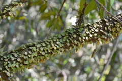 Peperomia rotundifolia