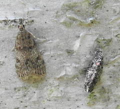 Scoparia penumbralis