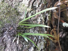 Cochlidium linearifolium