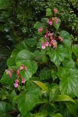 Begonia grandis