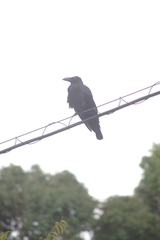Corvus macrorhynchos