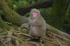 Macaca fuscata