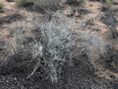 Sarcomphalus obtusifolius canescens