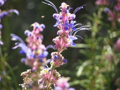 Trichostema lanatum