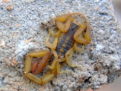 Centruroides baldazoi