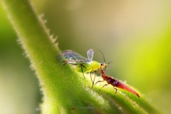 Insecta