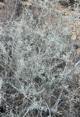 Sarcomphalus obtusifolius canescens