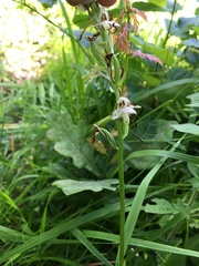 Platanthera chlorantha