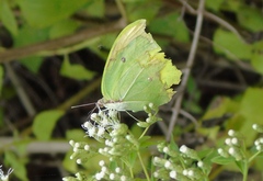 Anteos maerula