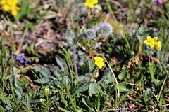 Hieracium villosum