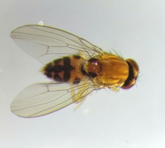 Leucophenga maculata