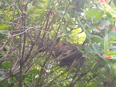 Cardinalis cardinalis