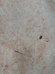 Chlamydomonas nivalis