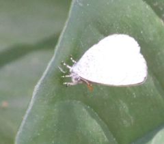 Spalgis lemolea lemolea