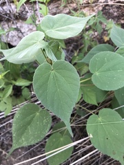 Anoda abutiloides