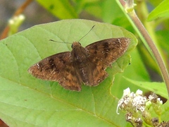 Nisoniades bromias