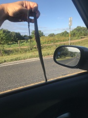 Thamnophis marcianus