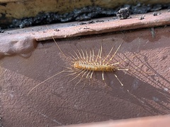 Scutigera linceci