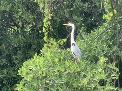Ardea cinerea