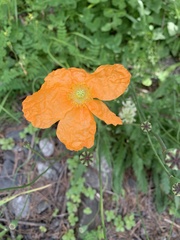 Papaver oreophilum