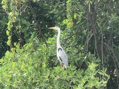 Ardea cinerea