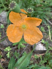 Papaver oreophilum