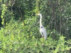 Ardea cinerea