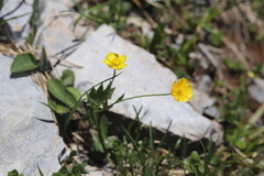 Ranunculus hybridus