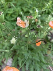 Papaver oreophilum