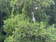 Ardea cinerea