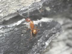 Camponotus nylanderi
