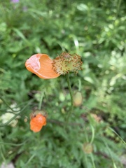 Papaver oreophilum