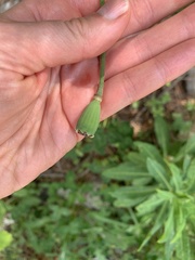 Papaver oreophilum