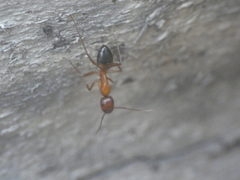 Camponotus nylanderi