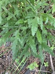 Papaver oreophilum