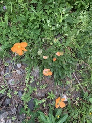 Papaver oreophilum