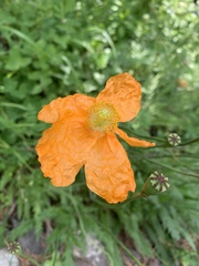 Papaver oreophilum