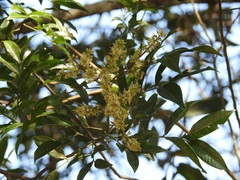 Matayba oppositifolia