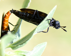 Phyllomydas phyllocerus