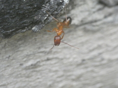 Camponotus nylanderi