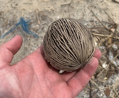Cerbera odollam
