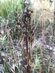 Anacamptis coriophora