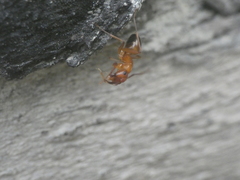 Camponotus nylanderi
